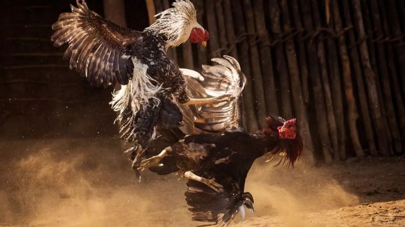 Kết quả đá gà Campuchia: Cập nhật tỷ số trực tiếp hôm nay 2 Giới thiệu về đá gà Campuchia