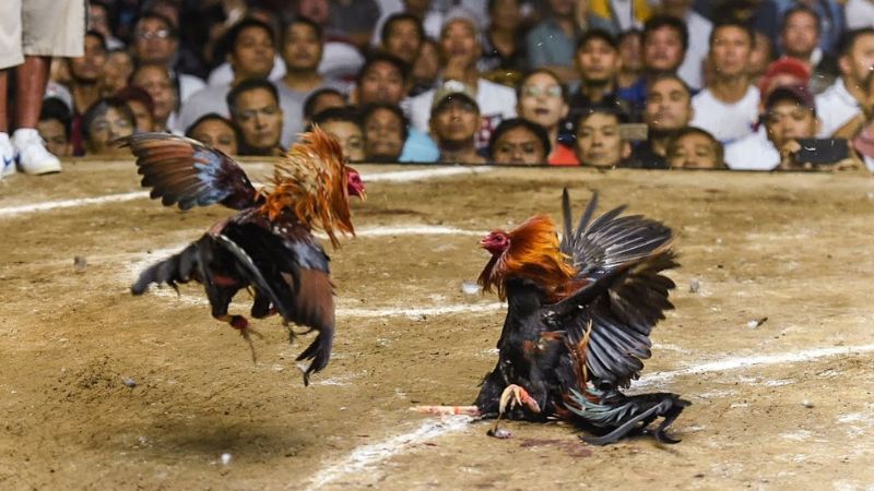 Kết quả đá gà Campuchia: Cập nhật tỷ số trực tiếp hôm nay 3 Các giải đấu đá gà lớn tại Campuchia