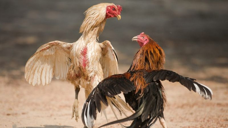 Kết quả đá gà Campuchia: Cập nhật tỷ số trực tiếp hôm nay 4 Tỷ số trực tiếp đá gà hôm nay