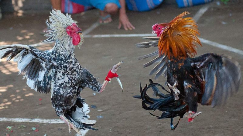 Kết quả đá gà Campuchia: Cập nhật tỷ số trực tiếp hôm nay 1 ket-qua-da-ga-campuchia