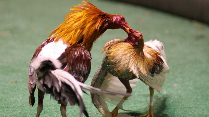 Lịch thi đấu đá gà Campuchia hôm nay, xem trực tiếp! 2 Giới thiệu về đá gà Campuchia