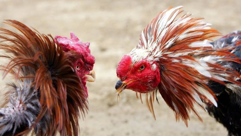 Lịch thi đấu đá gà Campuchia hôm nay, xem trực tiếp! 3 Thời gian thi đấu đá gà Campuchia