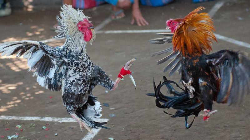 Lịch thi đấu đá gà Campuchia hôm nay, xem trực tiếp! 4 Các địa điểm thi đấu tại Campuchia