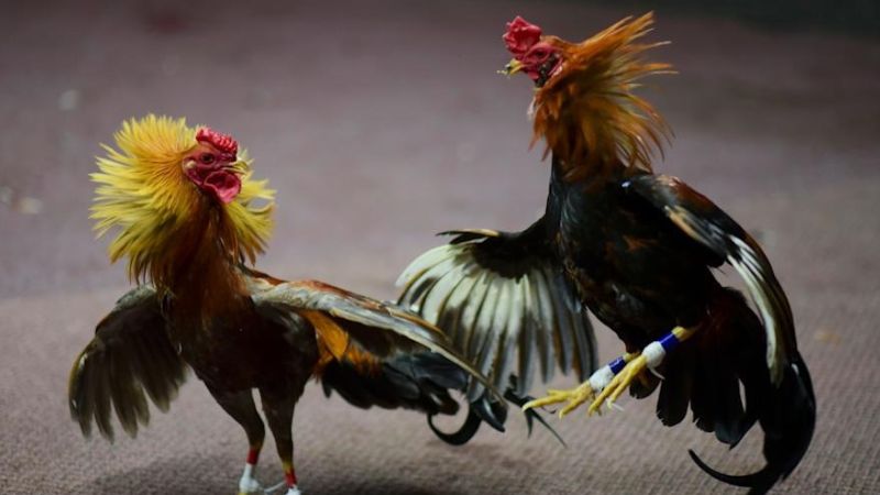 Lịch thi đấu đá gà Campuchia hôm nay, xem trực tiếp! 1 lich-thi-dau-da-ga-campuchia