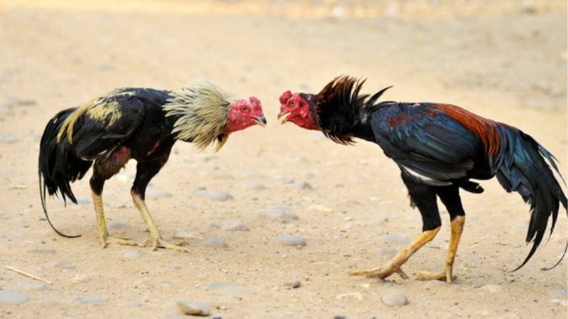 Nhận định bóng đá nam U23 - Phân tích để đặt cược hiệu quả 2 Tổng quan về nhận định bóng đá nam U23