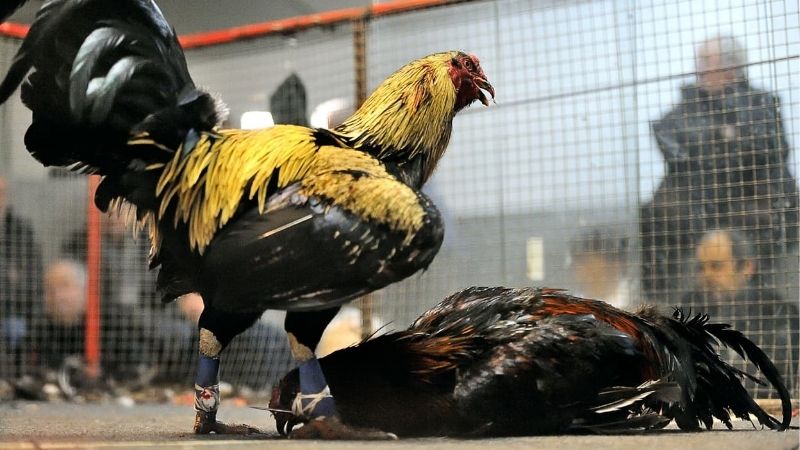 Nhận định bóng đá nam U23 - Phân tích để đặt cược hiệu quả 3 Hướng dẫn chi tiết cách nhận định bóng đá nam U23