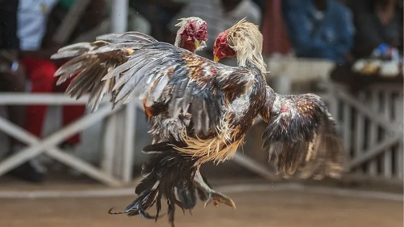 Nhận định bóng đá nam U23 - Phân tích để đặt cược hiệu quả 4 Các yếu tố quan trọng trong nhận định bóng đá nam U23