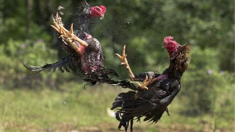 Nhận định bóng đá nam U23 - Phân tích để đặt cược hiệu quả 1 nhan-dinh-bong-da-nam-u23