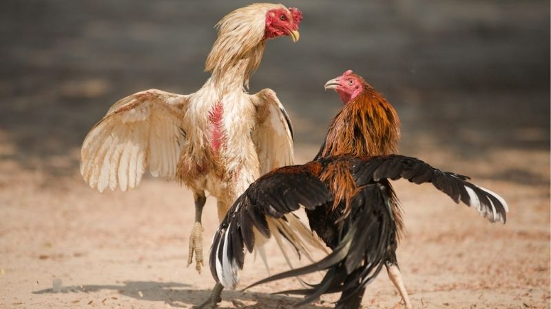 Nhận định đá gà hôm nay - Cập nhật thông tin kèo đấu hấp dẫn 2 Giới thiệu tổng quan về nhận định đá gà hôm nay