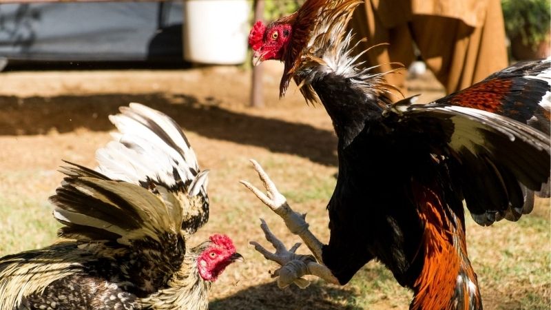 Nhận định đá gà hôm nay - Cập nhật thông tin kèo đấu hấp dẫn 4 Phương pháp phân tích chuyên gia trong nhận định đá gà hôm nay