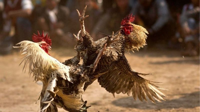 Soi kèo đá gà - Bí quyết thắng lớn từ những cao thủ cá cược 2 Hướng dẫn cách soi kèo đá gà chuẩn xác