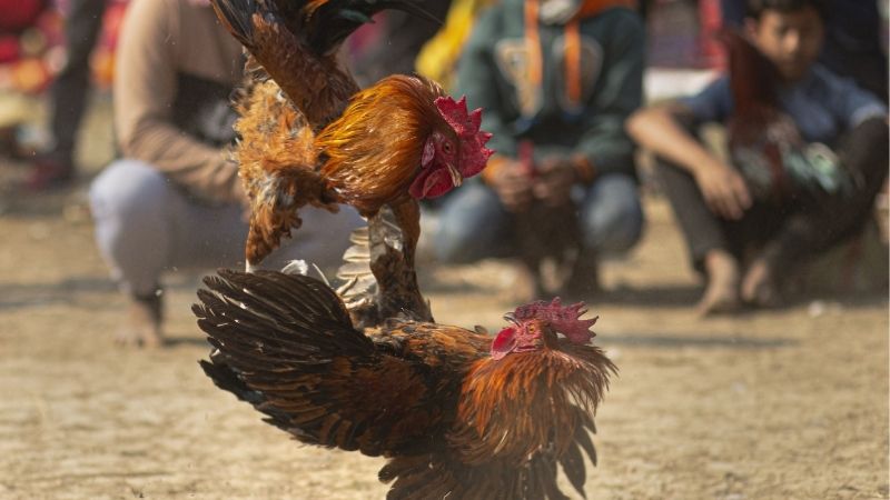 Soi kèo đá gà - Bí quyết thắng lớn từ những cao thủ cá cược 4 Ảnh hưởng của giống gà và trường đấu đến kết quả đá gà