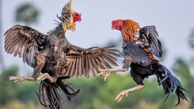 Soi kèo đá gà - Bí quyết thắng lớn từ những cao thủ cá cược 1 soi-keo-da-ga